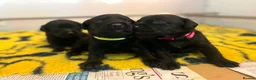 Labrador Retriever dogs for sale: KC REGISTERED WORKING LINE BLACK LABRADOR PUPPIES  - Advert 11
