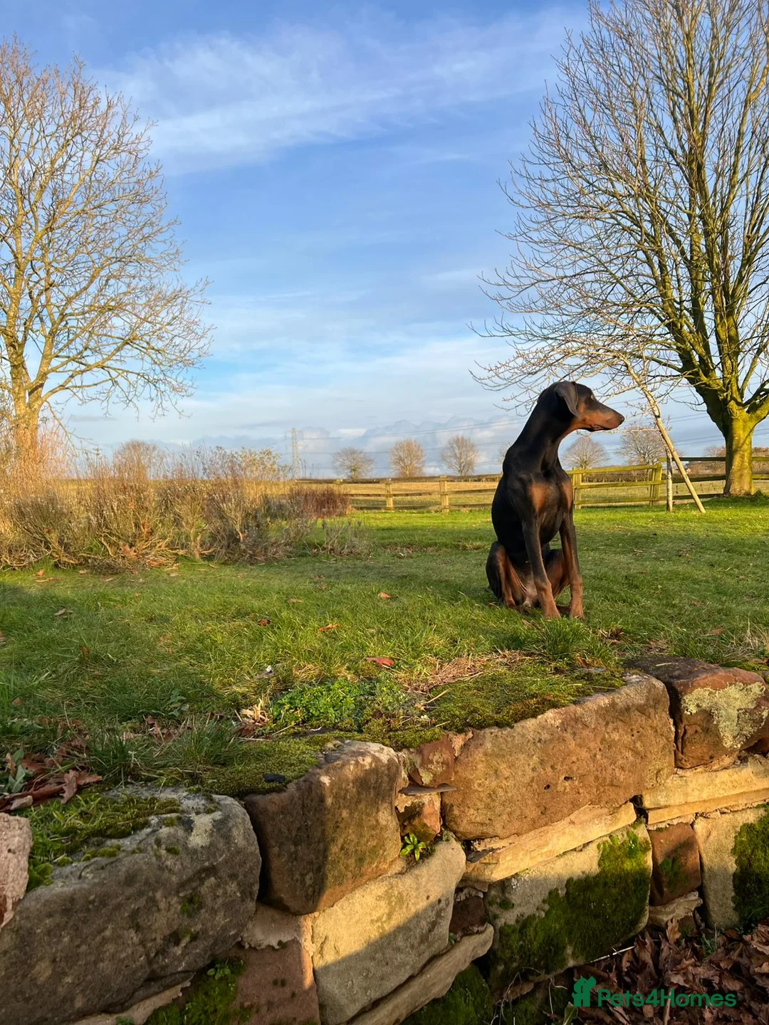 Dobermann dogs for sale: Blue female Doberman 6 months old - Advert 5