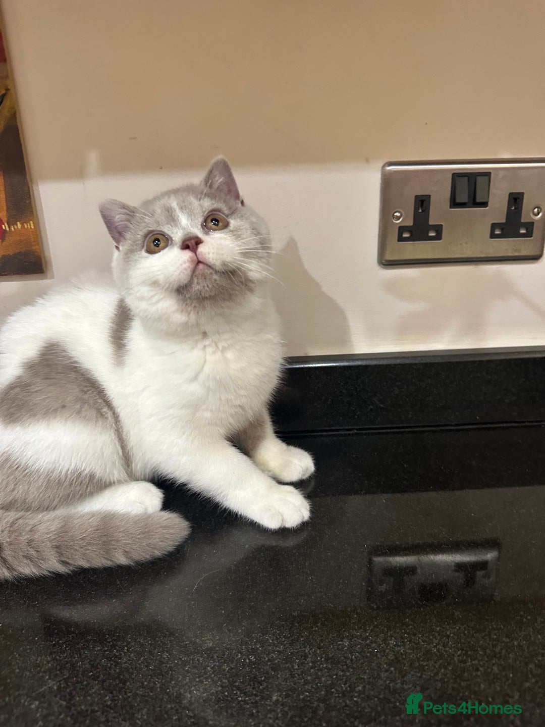British Shorthair cats for sale: Lilac,Blue,BiColours & Colourpoint Registered  - Image 35