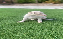 Italian Greyhound dogs for sale: Italian greyhound puppies - Image 22