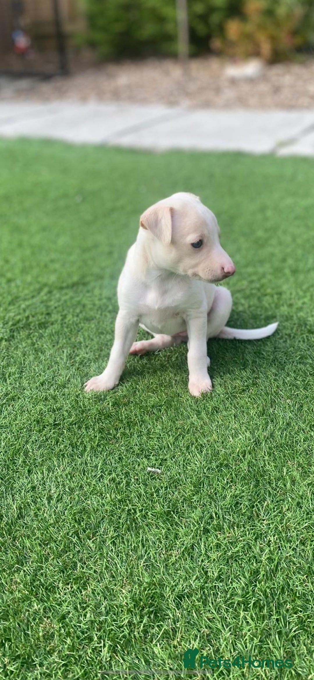 Italian Greyhound dogs for sale: Italian greyhound puppies - Image 22