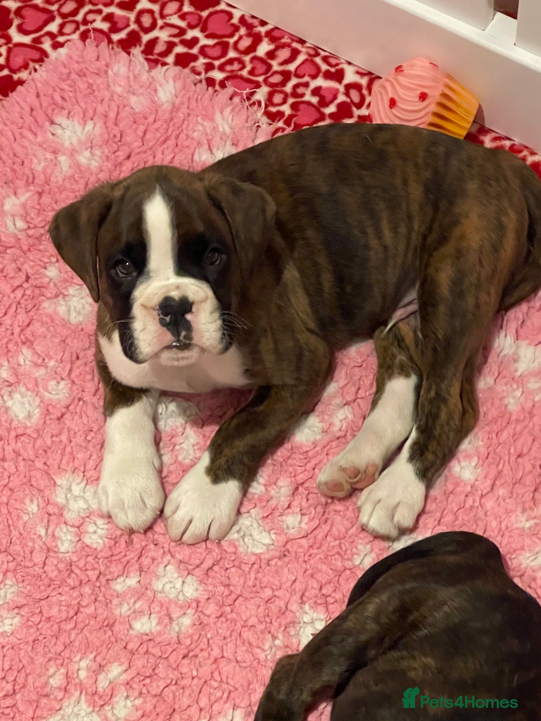 Boxer dogs for sale: Beautiful boxer puppies available  - Image 36