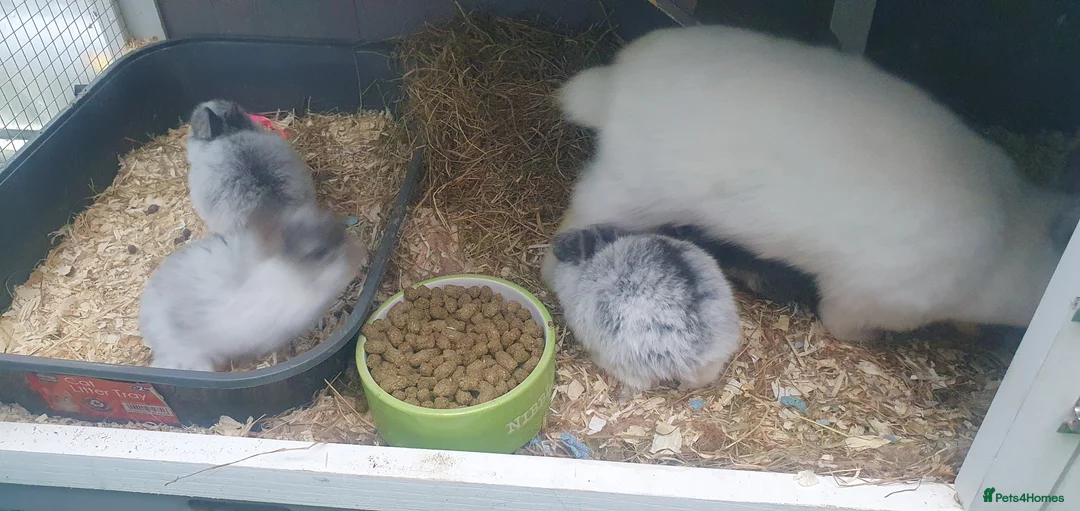 Netherland Dwarf rabbits for sale: 4 Beautiful Netherland Dwarf Buns in Pinner - Advert 29