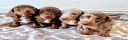 Miniature Dachshund dogs for sale: Miniature Dachshund Boys For Sale  in Blaenau Ffestiniog - Advert 13