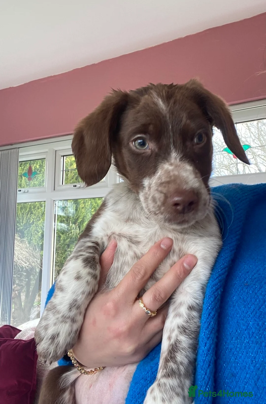 Mixed Breed dogs for sale: Cocker collie pups  - Advert 2