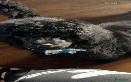 Mixed Breed dogs for sale: Shih poo  - Image 3