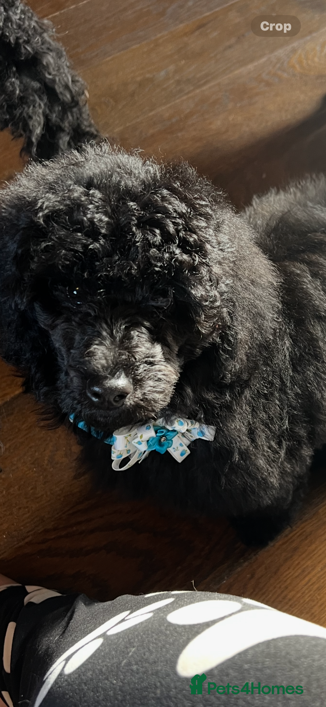 Mixed Breed dogs for sale: Shih poo  - Image 3