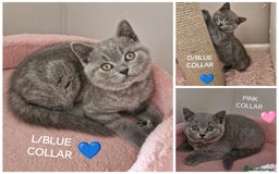 British Shorthair cats for sale: 8 Pedigree British Shorthair Kittens Blue Lilac  - Image 3