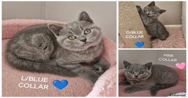 British Shorthair cats - Advert 4