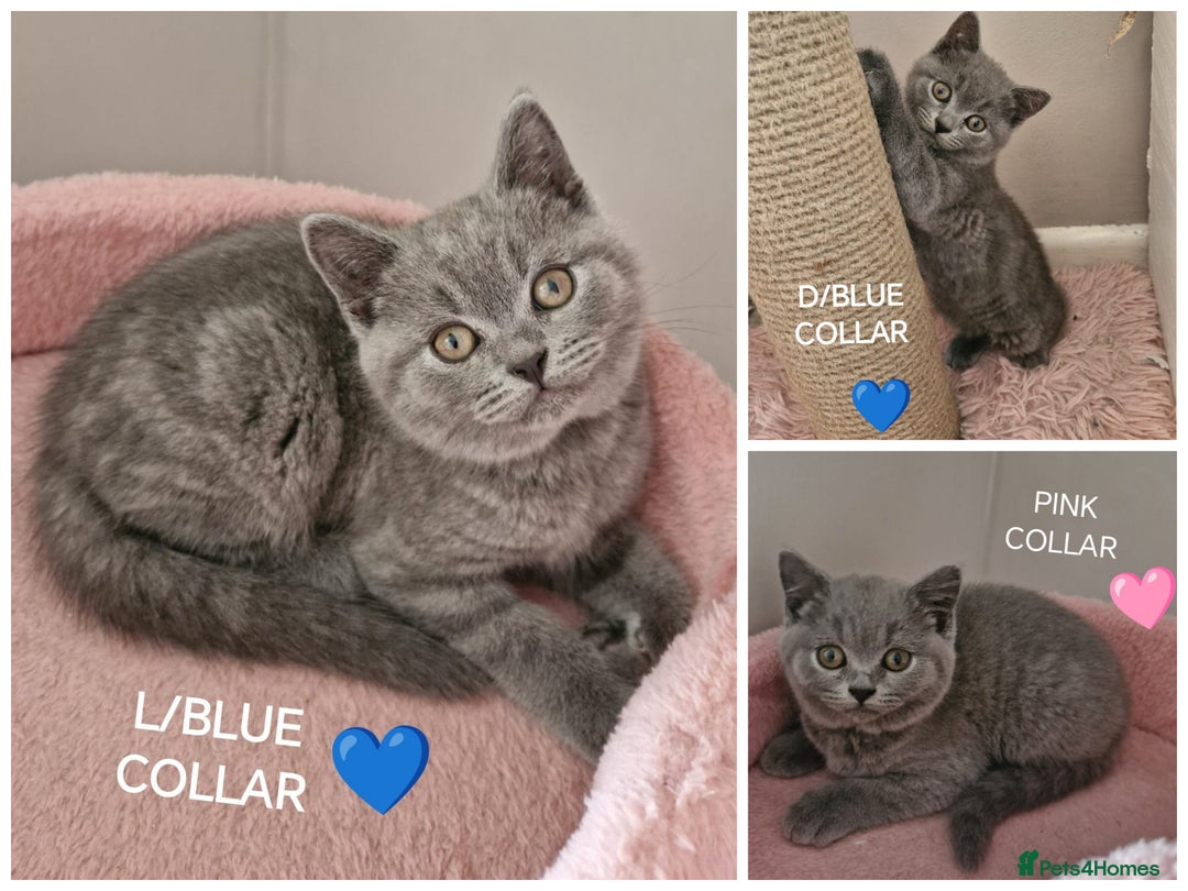 British Shorthair cats for sale: 8 Pedigree British Shorthair Kittens Blue Lilac  - Image 3