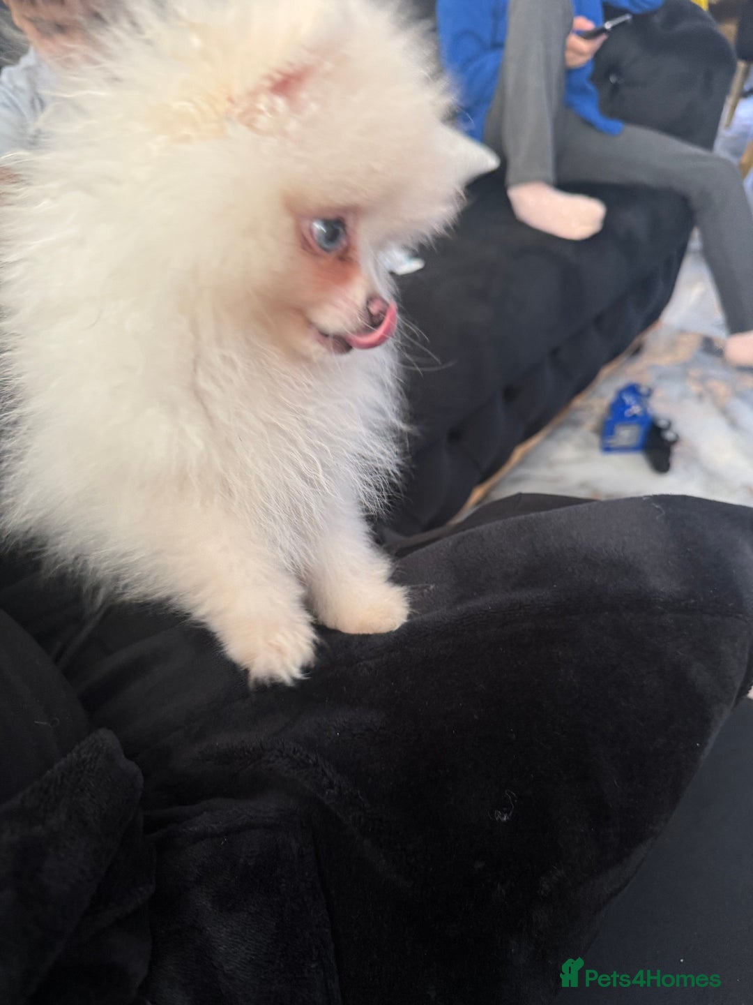 Pomeranian dogs for sale: Pomeranian boy puppy - Advert 4