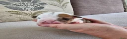 English Bulldog dogs for sale: British bulldog pups in Ammanford - Advert 31