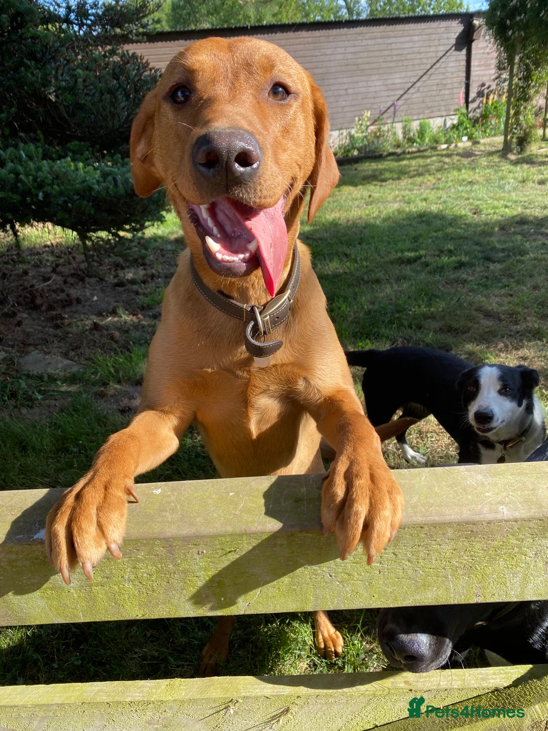 Labrador Retriever dogs for sale: Beautiful yellow & black Labrador pups (KC Reg) - Advert 3