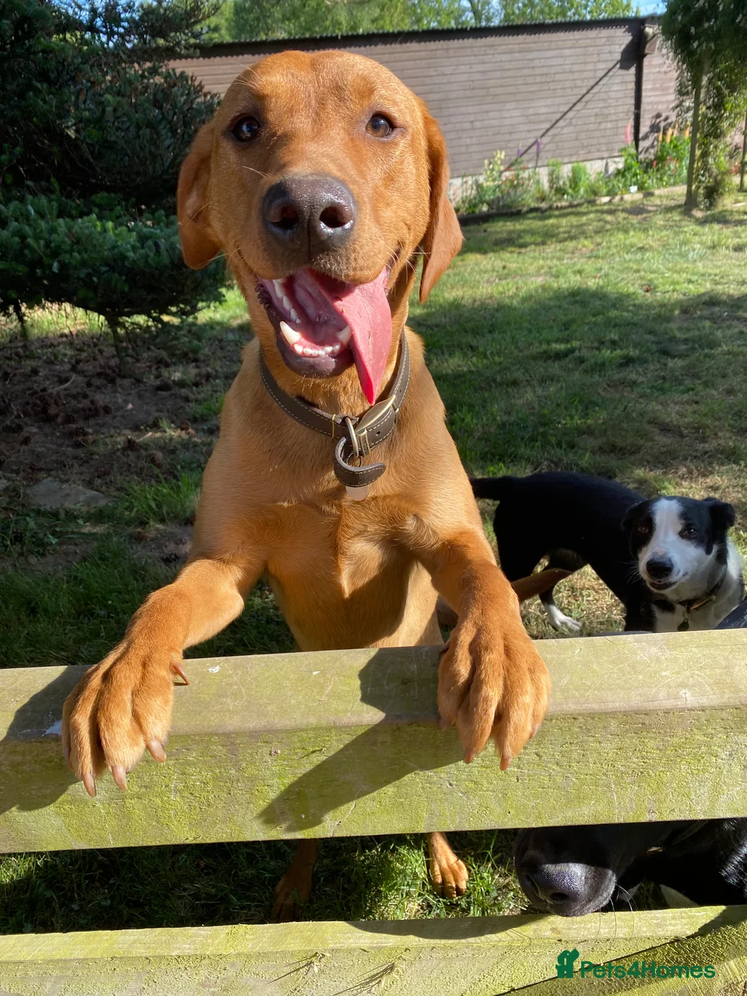 Labrador Retriever dogs for sale: Ready now! Beautiful Labrador pups (KC Reg) - Advert 14