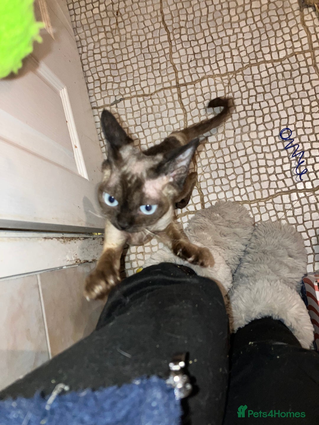 Devon Rex cats for sale: GCCF Registered Young Adult Females - Advert 11