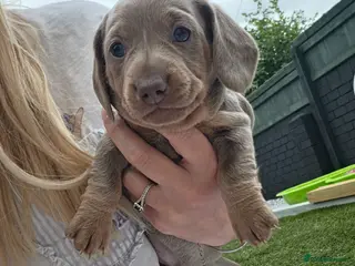 Miniature Dachshund dogs 3 Isabella Dachshund female puppies - Advert 4