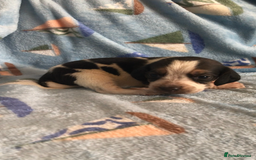 Beagle dogs for sale: 💕Health tested beagle puppies 💕 - Advert 8