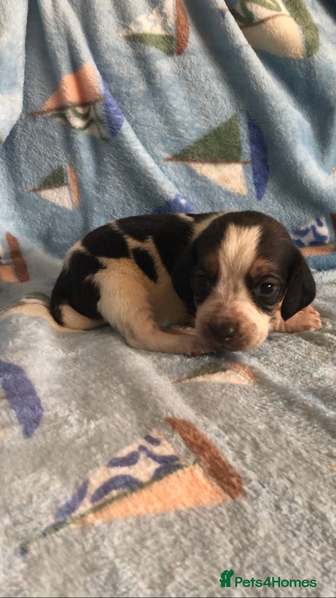 Beagle dogs for sale: 💕Health tested beagle puppies 💕 - Advert 8