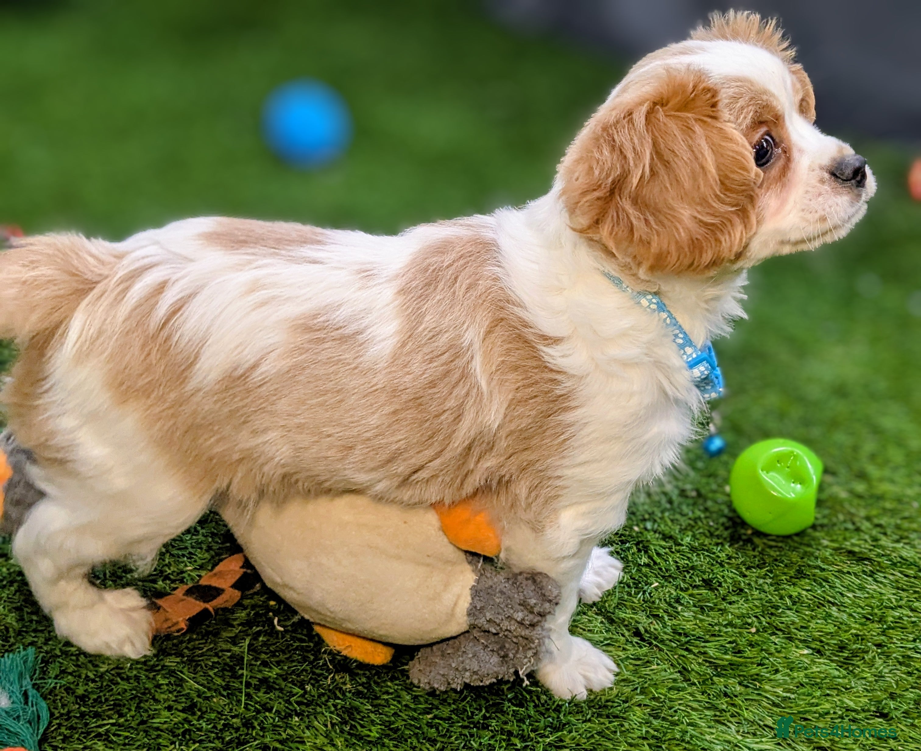 Cavachon dogs Adorable F1B Cavachon Puppies  - Advert 2