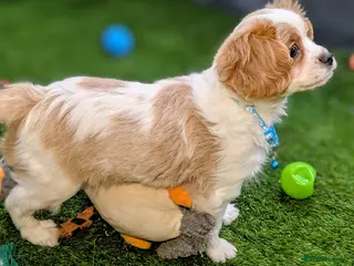 Cavachon dogs Adorable F1B Cavachon Puppies - Advert 14