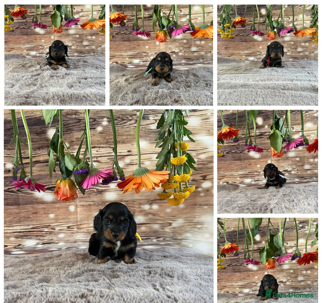 Miniature Dachshund dogs for sale: Tiny long haired dachshund available !  - Advert 1