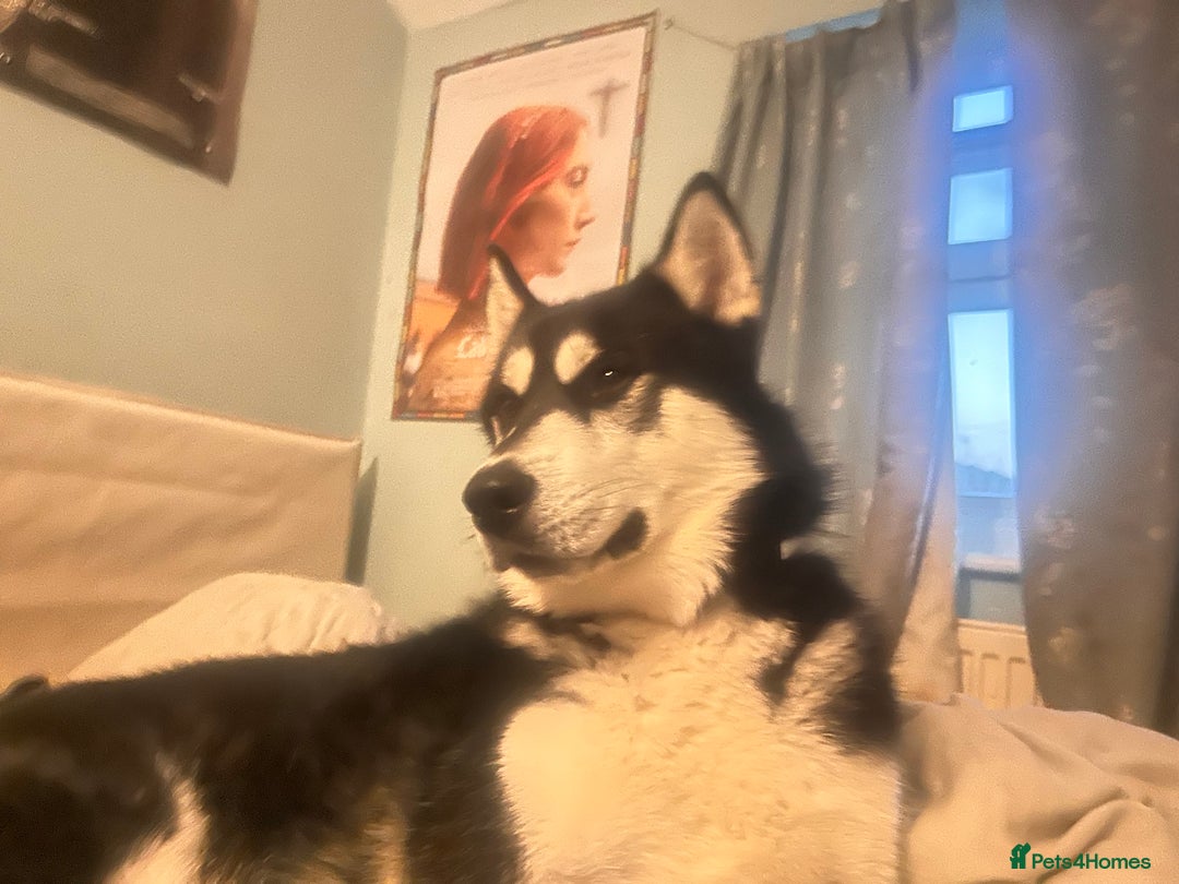 Siberian Husky dogs for sale: 2 year old male husky  - Image 2