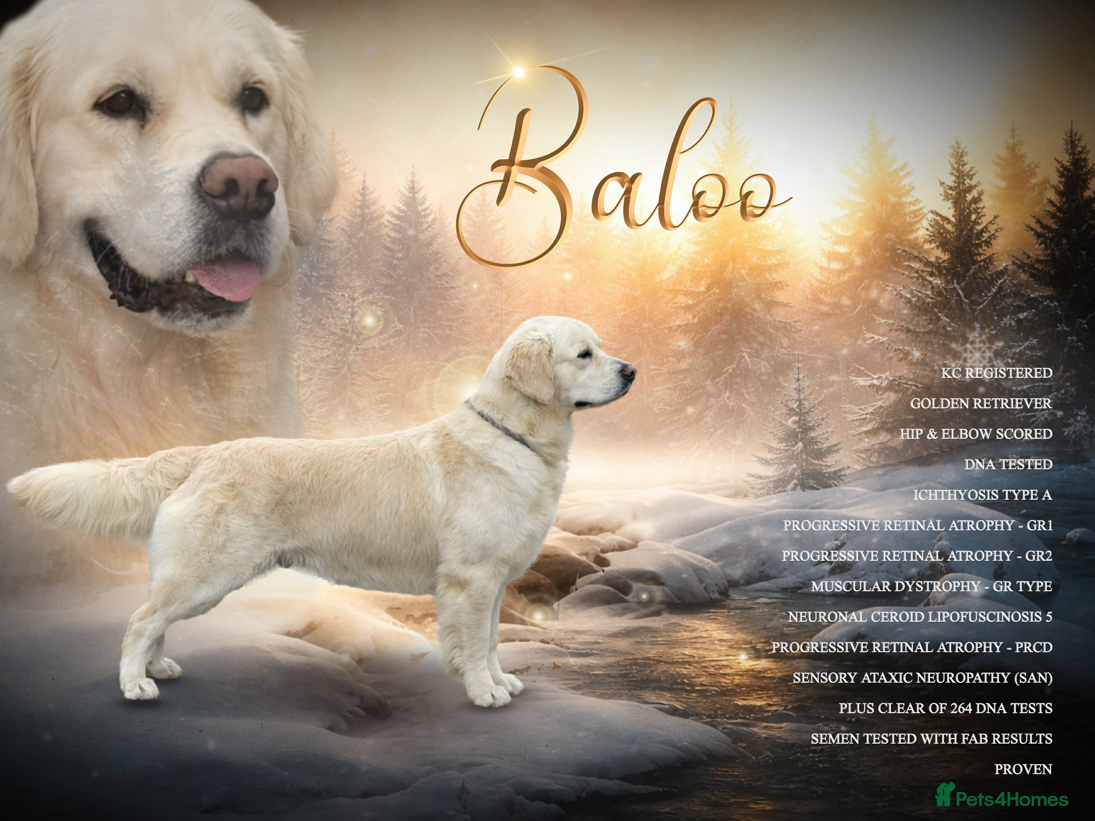 Golden Retriever dogs  dna tested clear proven golden retriever stud - Advert 2