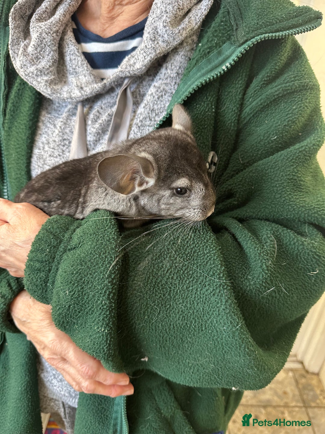 Chinchilla rodents for sale: Beautiful chinchillas for sale  - Image 5