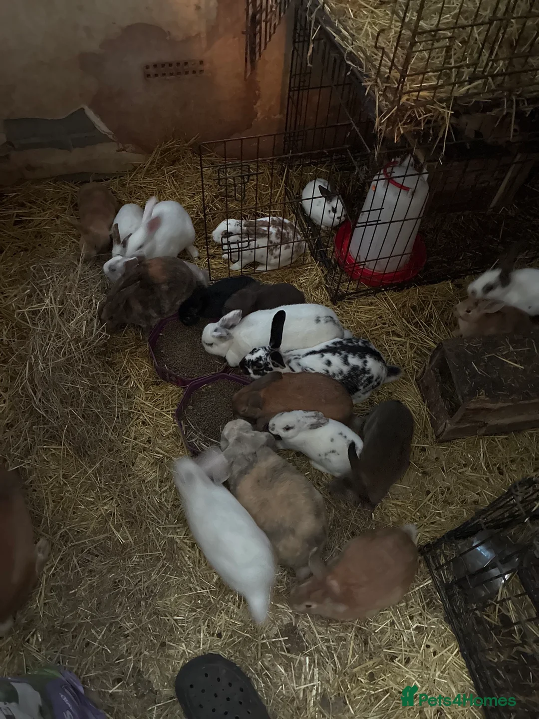 Rex rabbits for sale: Rex, velvet and mixed bunnies  - Advert 3