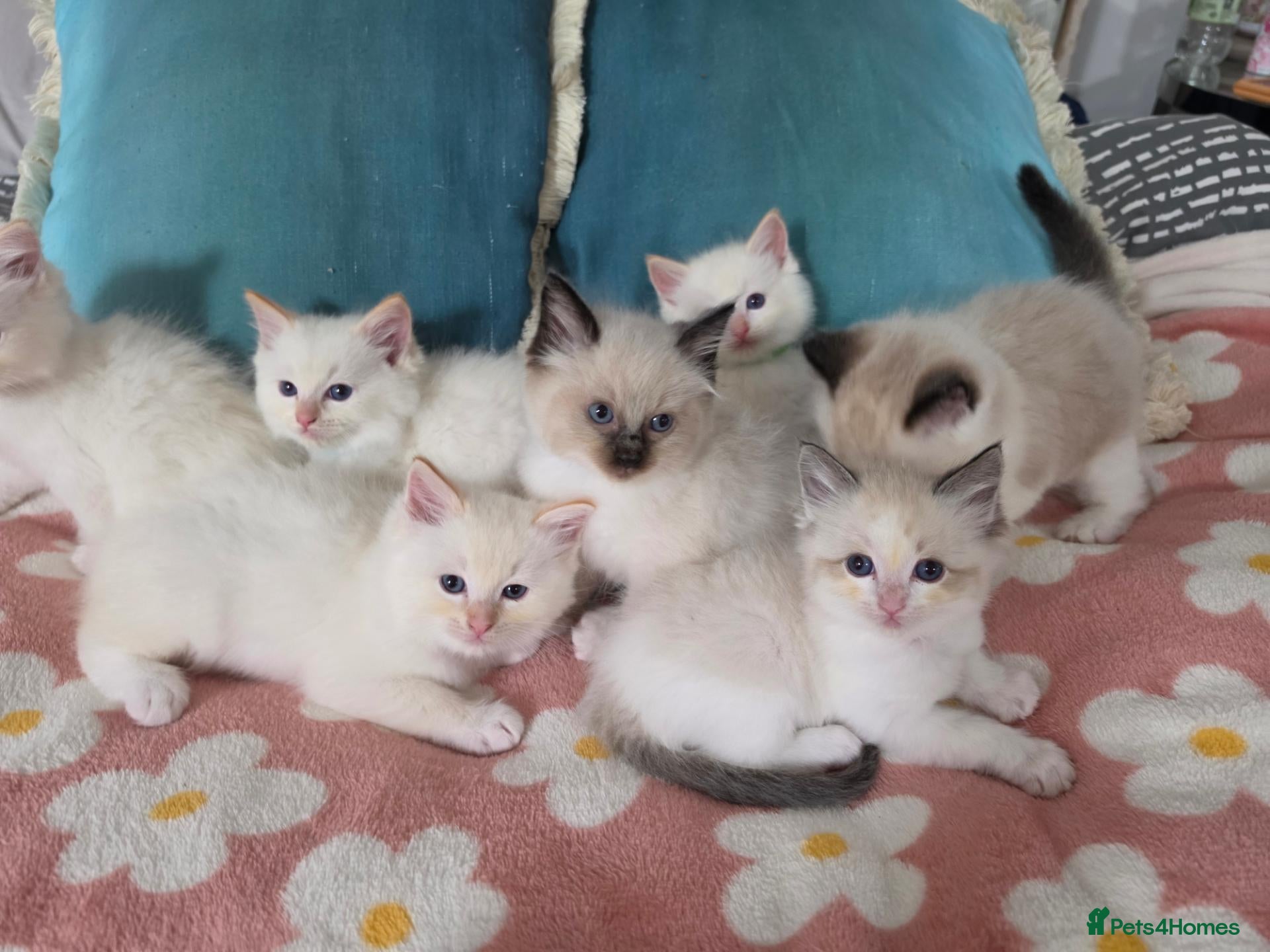 Ragdoll cats GCCF registered Ragdoll kittens  - Advert 1