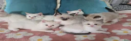 Ragdoll cats for sale: GCCF registered Ragdoll kittens  - Advert 1