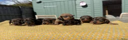 Dachshund dogs for sale: STANDARD WIREHAIRED DACHSHUND PUPPIES - Advert 12
