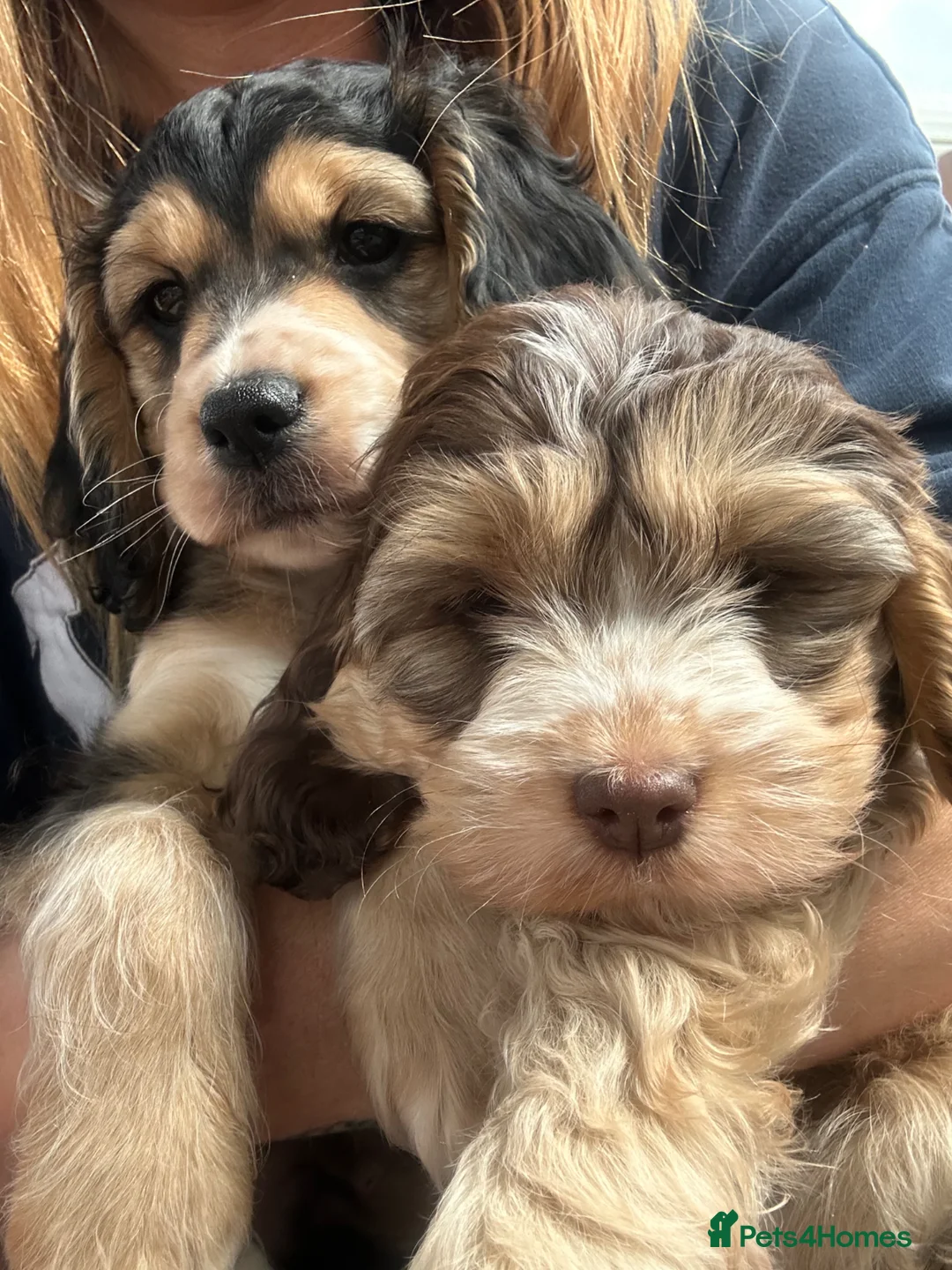 Cockapoo dogs for sale: Cockapoo  - Advert 2