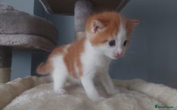 Mixed Breed cats for sale: Beautiful Kittens British ShorthairxRagdoll - Image 15