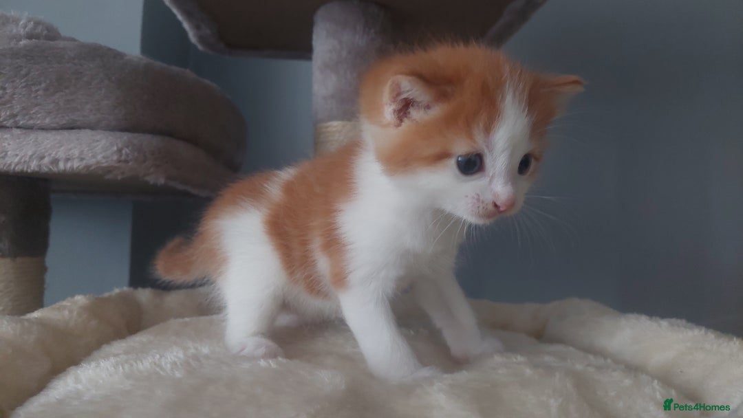 Mixed Breed cats for sale: Beautiful Kittens British ShorthairxRagdoll - Image 15