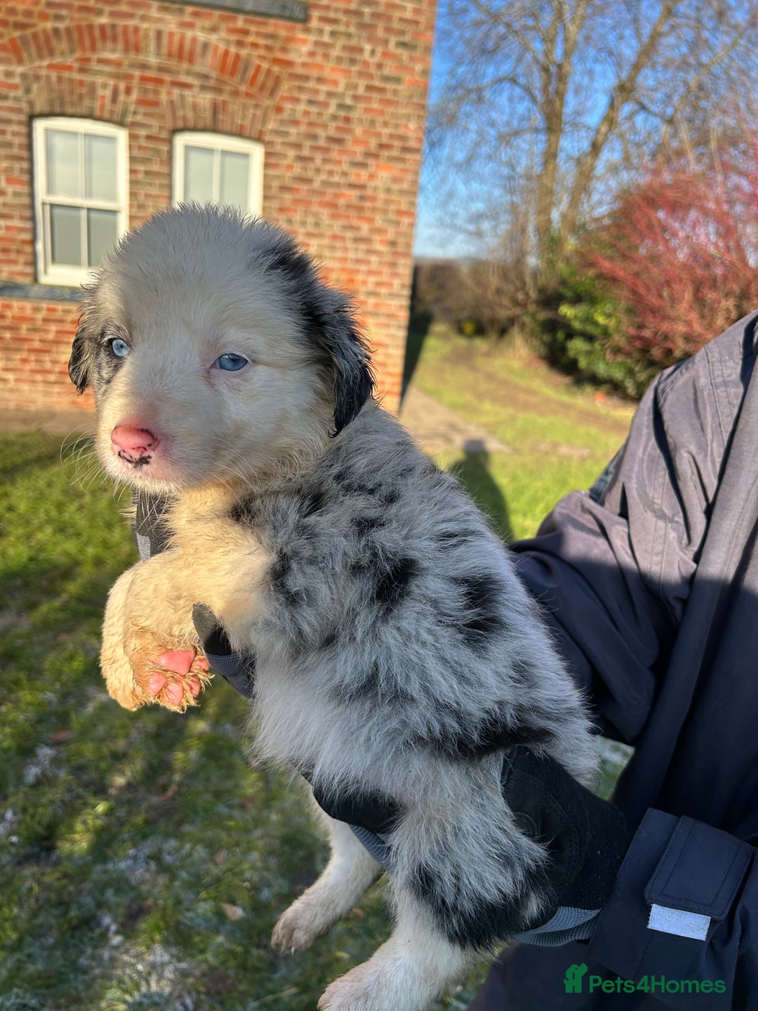 Border Collie dogs for sale: BEAUTIFUL BORDER COLLIE PUPS - Advert 16