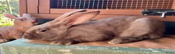 English Spot rabbits for sale: Beautiful chocolate self English spot  - Advert 3