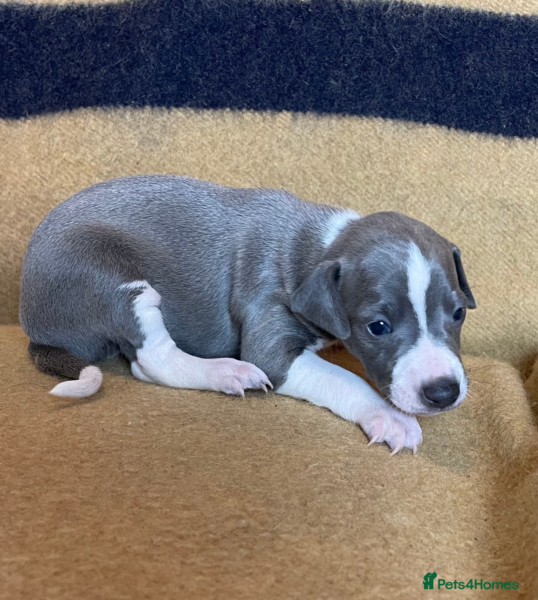 Mixed Breed dogs 3/4 Italian Greyhound puppies - Advert 1