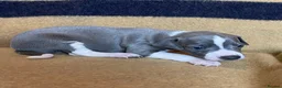 Mixed Breed dogs for sale: 3/4 Italian Greyhound puppies in Horsham - Advert 1