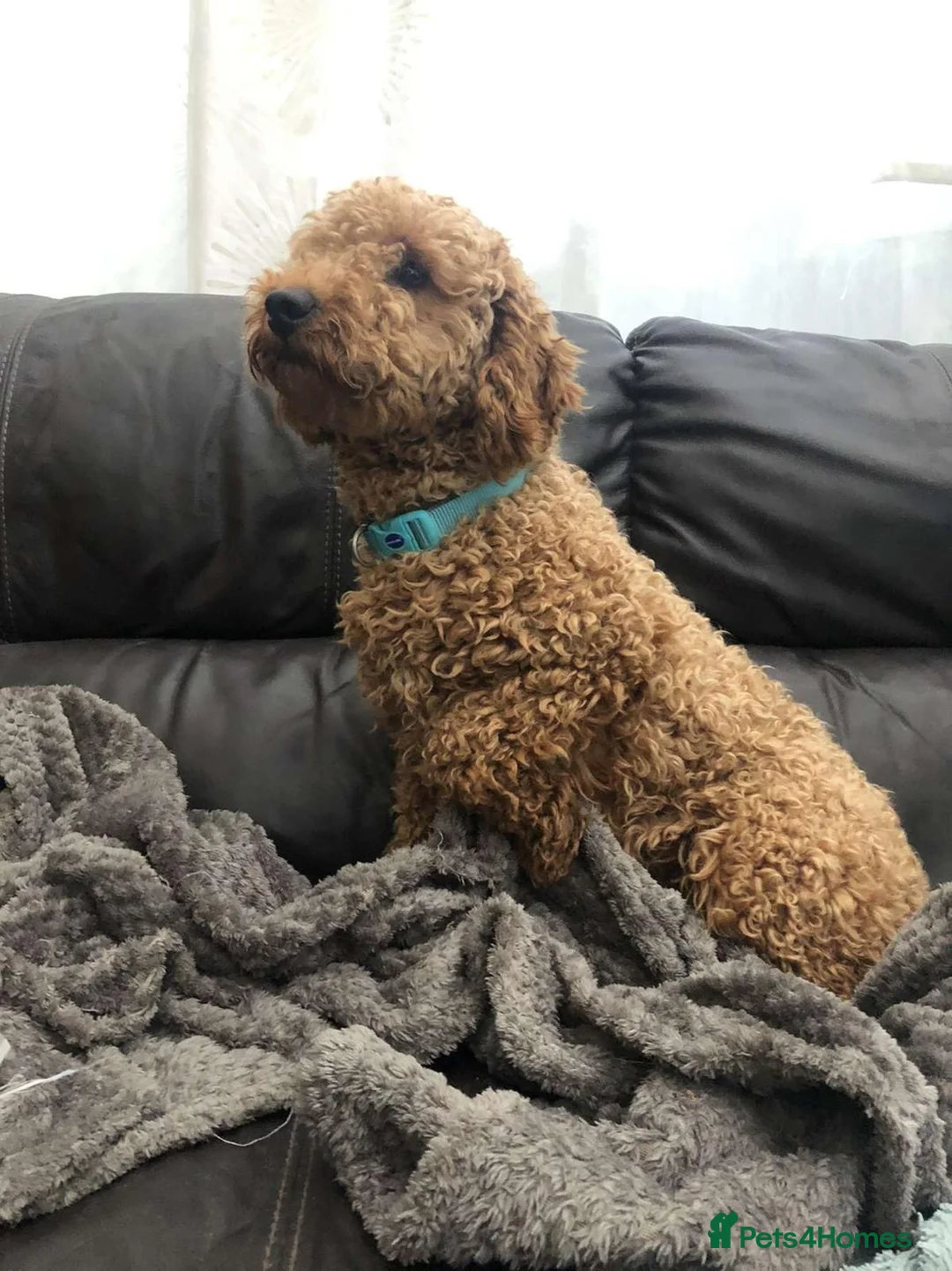 Cavapoo dogs for sale: Cavapoo Puppies  - Advert 7