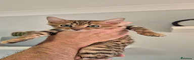 Bengal 1
