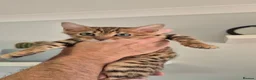 Bengal cats for sale: Pure Bred Bengal Male  - Advert 2