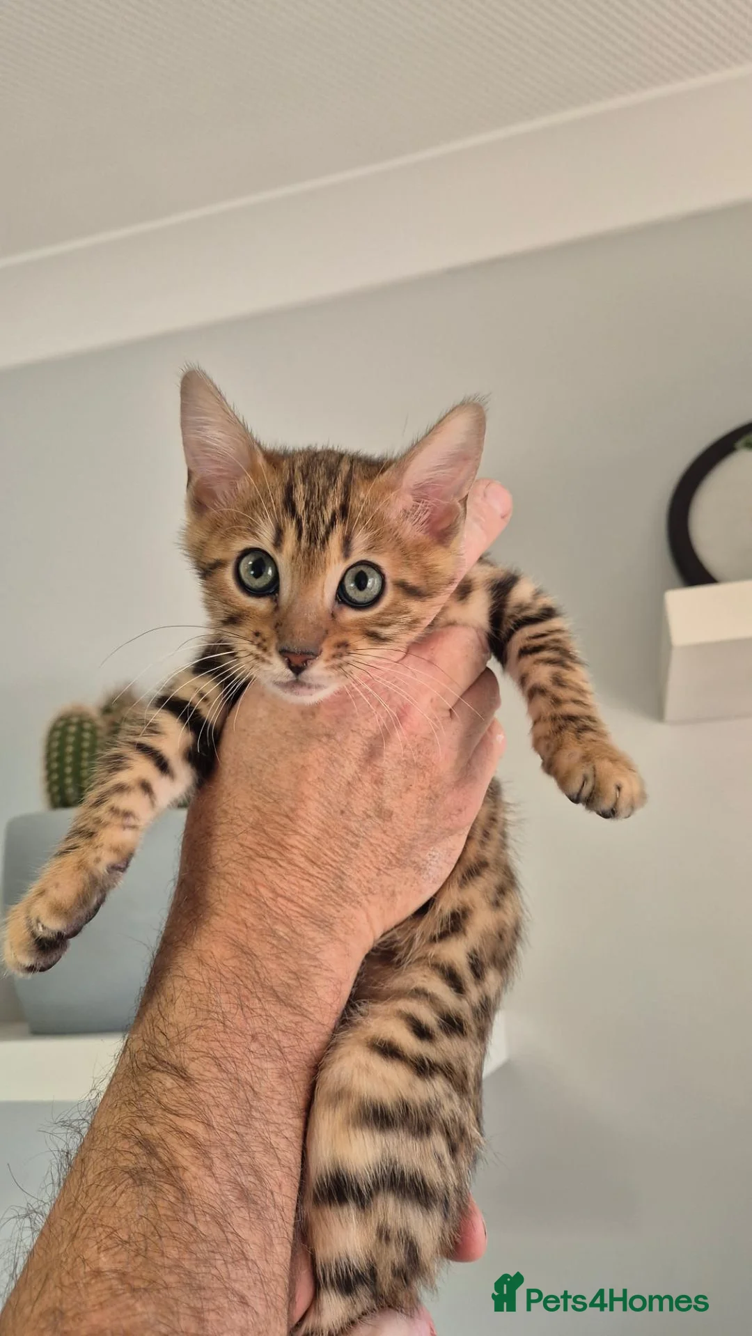 Bengal cats for sale: Pure Bred Bengal Male  - Advert 2