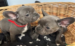 French Bulldog dogs for sale: Solid Blue French Bulldog  - Image 12