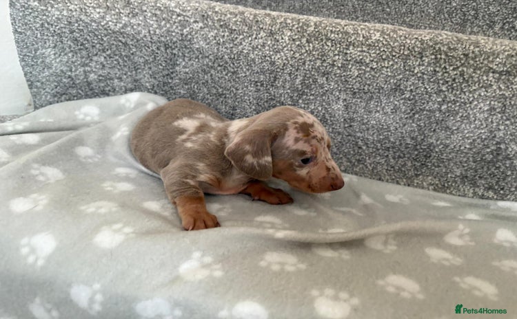 Dachshund dogs - Advert 3