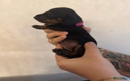 Miniature Dachshund dogs for sale: Miniature dachshund puppies for sale - Image 7