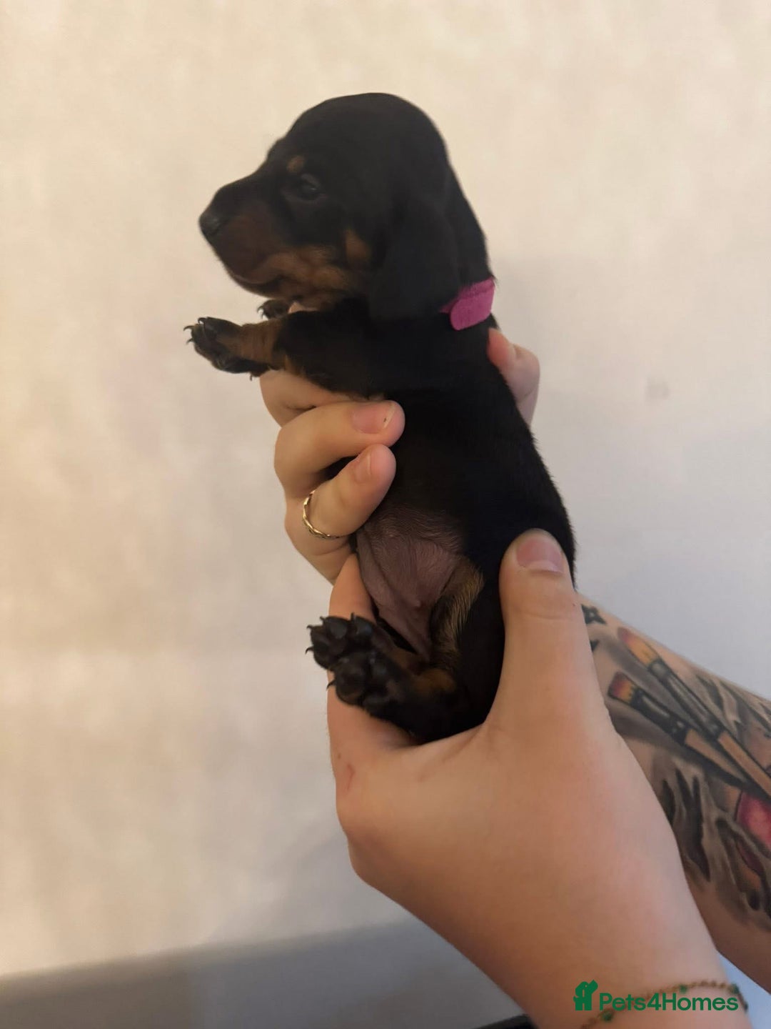 Miniature Dachshund dogs for sale: Miniature dachshund puppies for sale - Image 7