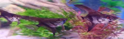 Other/Mixed Breed fish for sale: Manchester Pet's and Aquatics - Full Stock List - Advert 23