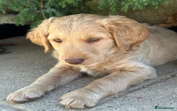 Labradoodle dogs for sale: Beautiful Puppies Ready for the Summer Holidays - Image 7
