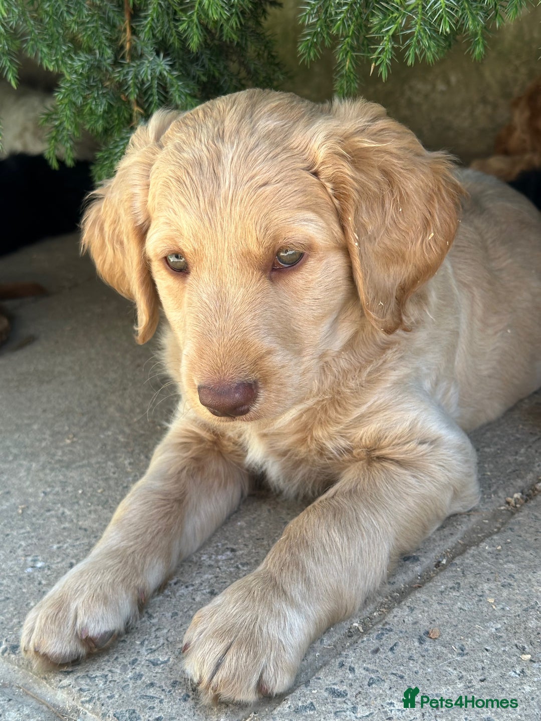 Labradoodle dogs for sale: Beautiful Puppies Ready for the Summer Holidays - Image 7